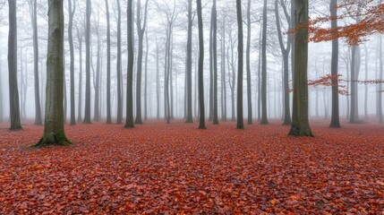 A forest of tall trees with orange leaves on the ground.