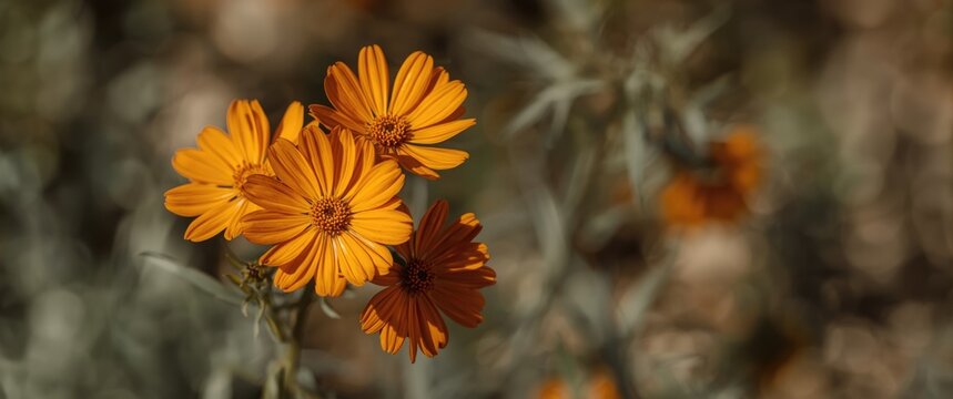 Summer and spring orange flowers, isolated plants highlighting floral beauty and nature's vibrant orange hue