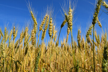 Obraz premium A wheat field in summer, Québec, Canada