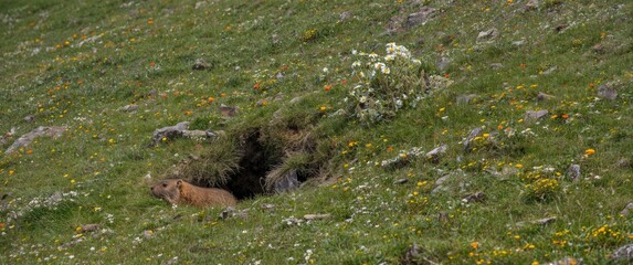Mountain slope featuring a blooming alpine meadow and dwarf birch, with Altai groundhog (Marmota baibacina) close to its burrow, possible plague carrier