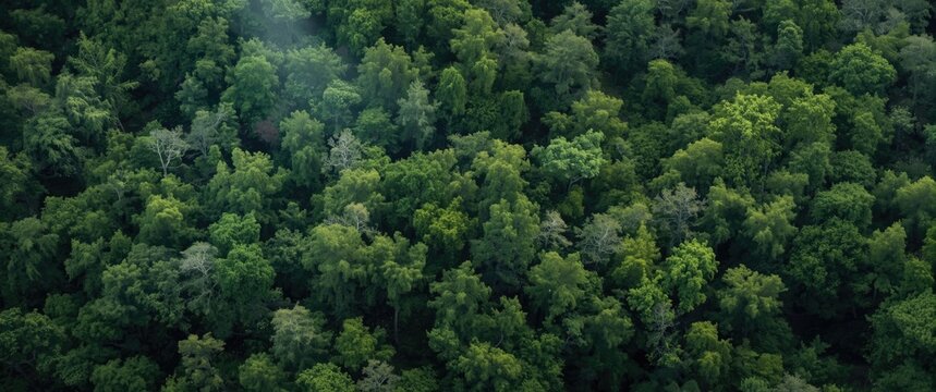 Utilizing green forests as natural carbon sinks for carbon-neutral solutions and environmental sustainability
