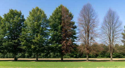 A row of trees showing the transition from life to death in a green field.