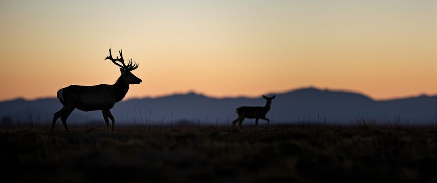 Silhouette of a stag buck walking with leg raised and a female doe in the background; Mule Deer hunting season