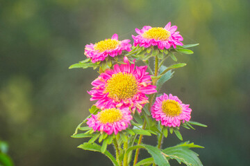 Cluster of bright pink China Aster flowers with yellow centers and soft green background.