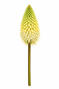 Vector Illustration of Ernest Mitchell Kniphofia Flower