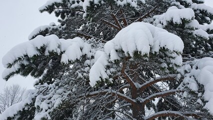 Snow Covered Evergreen Tree Branches.