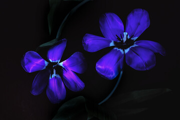 Naklejka premium Dramatyczne tulipany na czarnym tle, artystyczna fotografia low key