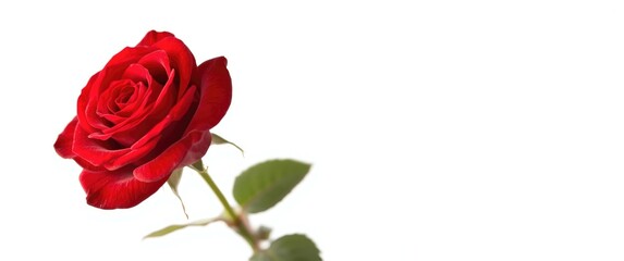 Fototapeta premium Beautiful red rose on white background, perfect gift for nature lovers