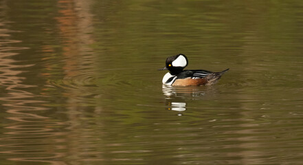 Fototapeta premium Merganser Ducks on a North Carolina pond looking for fish