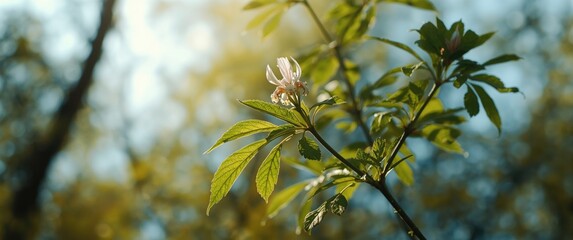 Autumn Bloom of Alder