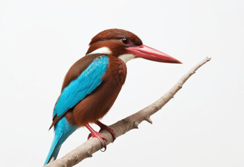 Obraz premium White-throated Kingfisher, small bird with massive red beak, perched on a branch, on white background
