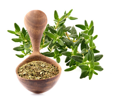 Thyme dried and hresh  isolated on white background.