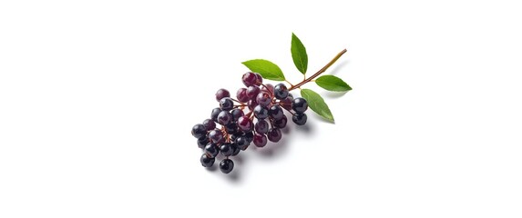 Macro of Elderberry Branch with Design Elements on White Background