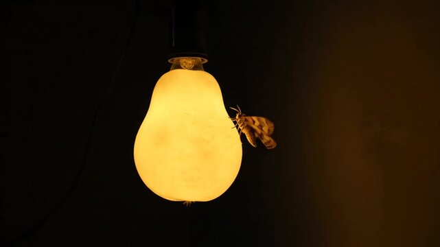 A mesmerizing time-lapse captures a large moth drawn to the warm glow of a pear-shaped light bulb at night, slowly crawling and shifting its position on the illuminated surface over eight seconds.