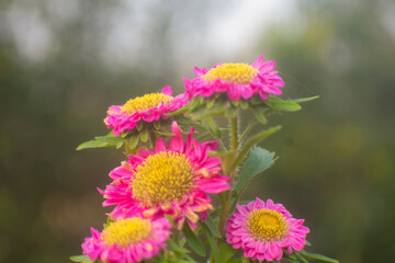Cluster of bright pink China Aster flowers with yellow centers and soft green background.