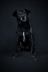 Portrait of an Alert Black Mixed Breed Dog with White Chest Sitting on Black Background
