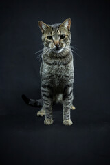 Obraz premium Majestic Tabby Cat Portrait in Studio Against Solid Black Background 