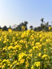 Obraz premium field of dandelions