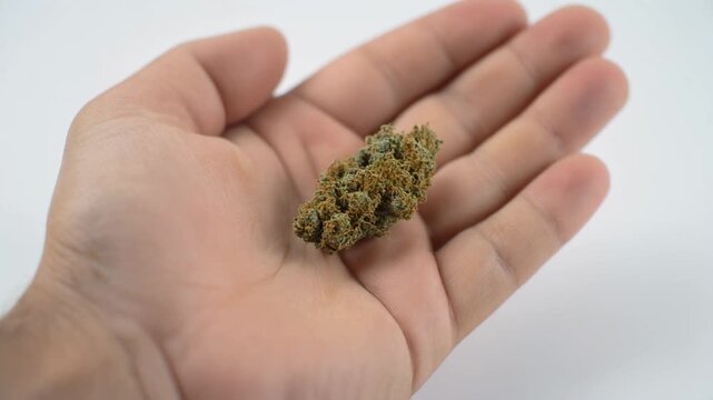 Hand Holding Cannabis Nugs on White Background, Marijuana Bud Close Up