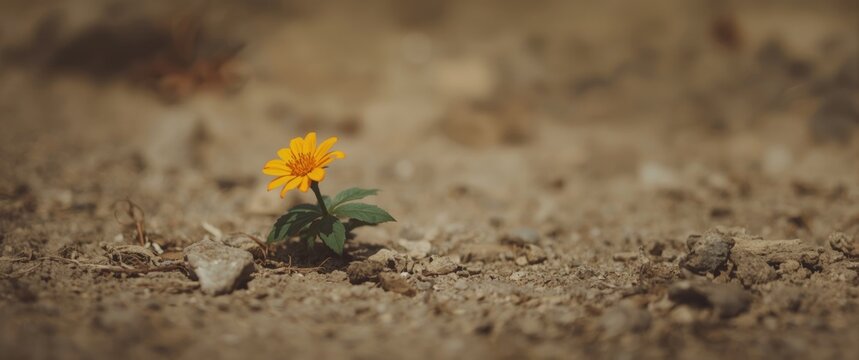 Daytime view of a ground with a vintage-toned orange dhak flower