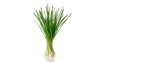 White background with fresh chive