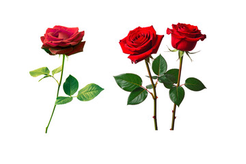 Red rose isolated on white background.