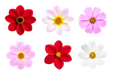collection pink flower isolated on white background