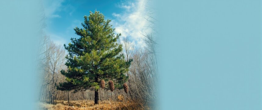 Pine tree displaying three types of pine cones in a springtime forest with a clear blue sky