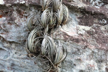 Brom&eacute;lia em rochas aren&iacute;ticas