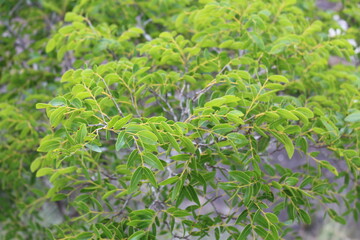 Copaifera langsdorffii
