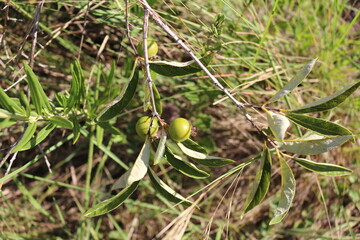 Campomanesia adamantium, Guabiroba do Campo