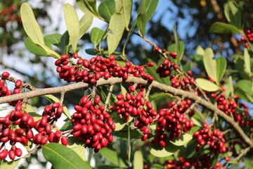 Erythroxylum deciduum - Coc&atilde;o