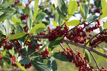 Erythroxylum deciduum - Coc&atilde;o