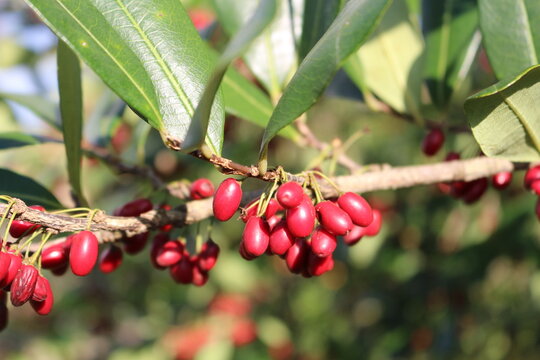 Erythroxylum deciduum - Coc&atilde;o