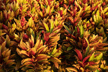 Vibrant tropical foliage background with bright yellow, green and orange leaves, exotic botanical texture and colorful nature pattern