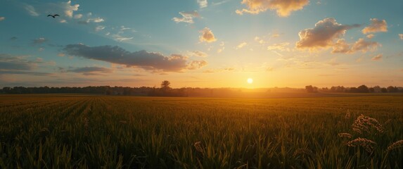 Obraz premium Summer landscape featuring Agriculture field at sunset with grass and farm scenery