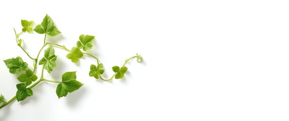 Obraz premium Green-leaved pumpkin vine with tendrils isolated on white background, clipping path included
