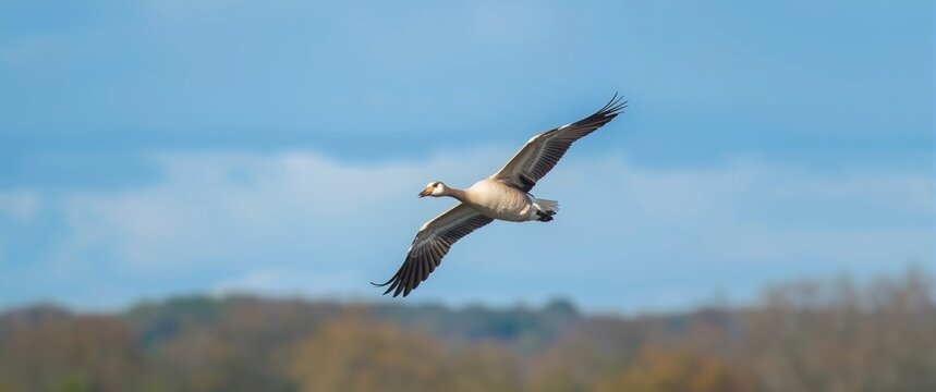 European goose (Anser albifrons) flying in V shape over Biesbosch, Dordrecht, Holland with a blue sky backdrop