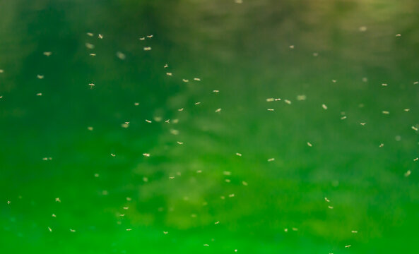 Swarm of mosquitoes on the bank of the pond. A flock of maskites fly by the river. Invasion of parasitic insects.