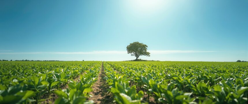 Recently planted cassava fields