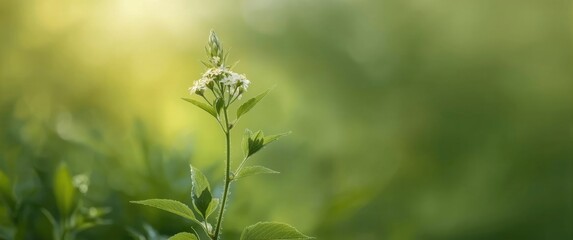 Branch with elderflower buds set to bloom