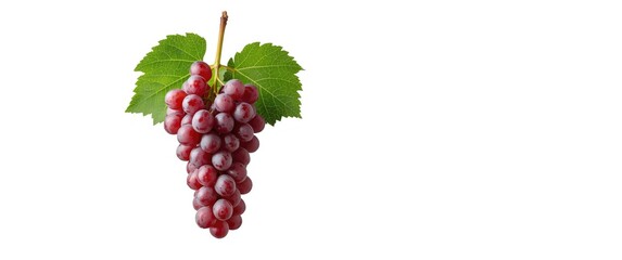 Obraz premium Full depth of field of ripe red grape bunch isolated at white blackground