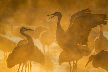 Sandhill Cranes at sunrise in Bernardo National Wildlife Refuge New Mexico