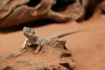 The Central Netted Dragon is nature animal in australia © pumppump