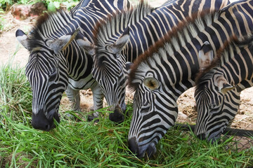 The family burchell zebra is eatting in farm