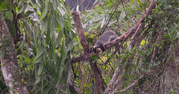 Sri Lankan Giant Squirrel Feeding in Tropical Forest