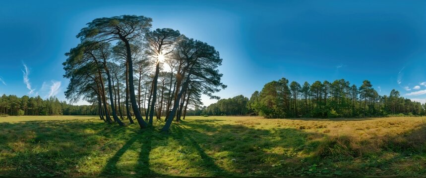 Dancing Forest located in the Curonian Spit Park