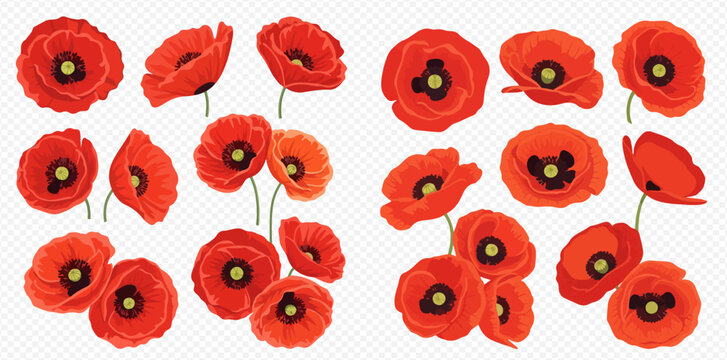 Vibrant red poppy flowers collection on transparent background, perfect for floral designs and spring themes.
