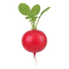 Fresh Red Radish with Green Leaves and Root vegetable isolated on Transparent Background