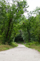 Obraz premium Summer forest trail with green trees and lush foliage